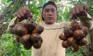 Tercatat di Kabupaten Bogor Ada 3 Wilayah Penghasil Buah Salak Paling Banyak, Cek di Sini Informasinya