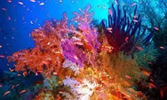 5 Rekomendasi Wisata Alam di Manokwari Papua Barat, Nomor 3 Kita Bisa Manggil Ikan Yang di Laut lho