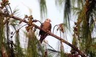 5 Ciri Unik Perkutut Khodam yang Tidak Dimiliki Burung Lain