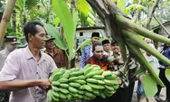 Bernilai Bisnis Rp 240 juta per hektar, 500 Petani di Kabupaten Sidrap Siap Melakukan Budidaya Pisang