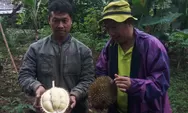 Dispaperta Batang Bakal Sertifikasi Durian Lokal Kualitas Unggul, Harganya Pas di Kantong
