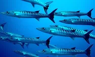 10 Fakta Menarik Ikan Barakuda, dari Primadona Para Pemancing Sampai Ada yang Berbahaya untuk Manusia
