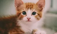 Pecinta Kucing Wajib Tahu, Ini Dia 5 Fakta Menarik tentang Kucing