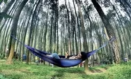 Destinasi wisata hutan pinus songgon Banyuwangi, harga tiket dan lokasi cocok liburan melepas penat