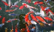 Budidaya Ikan Koi: Cara Sukses Menjadi Bisnis yang Tak Pernah Sepi Peminat!