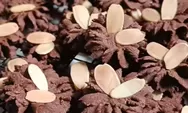 Coba Resep Camilan Almond Balut Coklat yang Menggoda untuk Para Pecinta Coklat!