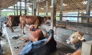 Sukoharjo berhasil swasembada, kebutuhan daging sapi selama Ramadan dan Lebaran terjamin