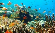 3 Lokasi Snorkeling Favorit di Banyuwangi, Jernih dan Ramah untuk Pemula