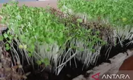Urban farming microgreens bantu cegah stunting