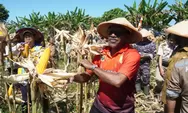 Pemkot Jayapura Bersama Petani Garap Lahan Jagung Seluas 500 hektar