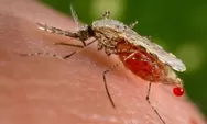 Gawat, Malaria Penyakit Tertinggi di Distrik Citak Mitak 