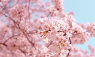 Bunga Sakura Bermekaran di Jepang, Berikut Lokasi yang Bisa Dikunjungi
