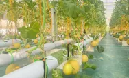 Program Picu BUMDes Sukses di Kendal Greenhouse Melon Nolokerto Jadi Contoh Baru Ekonomi Desa