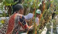 Panen Perdana Melon Premium Nolokerto: Strategi Ketahanan Pangan di Tengah Efisiensi Anggaran 2026