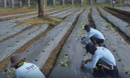 Dari Lahan Tidur Menjadi Kebun Produktif, Warga Binaan Lapas Kendal Tanam Ribuan Terong