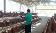 Ayam Petelur Divaksin, Warga Binaan Belajar Kelola Peternakan yang Sehat dan Produktif