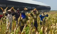 Lapas Kendal Bangun Pertanian Terpadu, Panen Jagung Jadi Penopang Peternakan