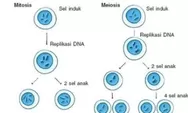 Pahami Perbedaan Sel Mitosis dan Meiosis