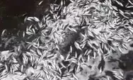 Video Viral Fenomena Alam Ribuan Ikan Naik Hingga ke Daratan di Pulau Seribu