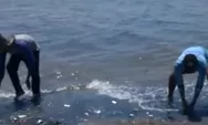 Video Viral Fenomena Alam Ikan Naik ke Permukaan, Petugas Langsung Bergerak di Lapangan