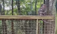 Monyet yang Mati di Bogor Mini Zoo Ternyata Dibeli di Pasar Pramuka