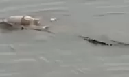 Video Viral Buaya Sungai Mahakam, Disebut Sudah Antar Jenazah Tiga Kali