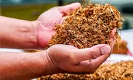 Manfaat Tembakau, Ternyata Tak Hanya untuk Rokok