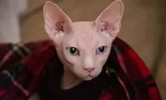 Fakta Unik Kucing Sphinx, Binatang Ras Tanpa Bulu Mirip Makhluk Mitologi Mesir