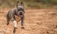 Fakta Menarik Anjing Pitbull yang Ramah Terhadap Anak