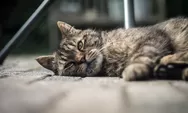 Kesalahan dalam Memelihara Kucing Bisa Mengakibatkan Kematian