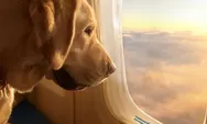 BARK Air, Maskapai Khusus Anjing Telah Mengudara!