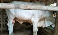 Waspada Wabah PMK Menyerang Hewan Ternak