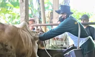  Wabah PMK Meluas di Gunungkidul, 457 Sapi Suspek, 42 Mati