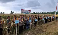 Panen Raya Jagung Di Bulukumba, Polri Tegaskan Kawal Swasembada