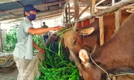 Pencurian Sapi Di Bulukumba Marak Jelang Idul Adha, Peternak Rugi Puluhan Juta