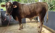 Presiden Prabowo Kirim Sapi Kurban 914 Kg Untuk Bulukumba