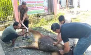 Berbagi Di Hari Raya, RSUD Bulukumba Sembelih 2 Sapi Kurban