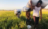 Harga Gabah Naik, FPPLB Bulukumba Khawatir Harga Beras Ikut Melonjak