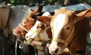 Bontotiro Masuk Tiga Besar Kurban Sapi Terbanyak Di Bulukumba