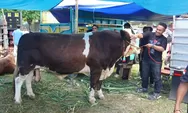Brutus Jadi Sapi Terbaik Di Kontes IB Bulukumba, PBBH Capai 1,335 Kg Perhari