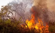 Pekerja Lapangan Paling Rentan Terpapar Kabut Asap Kebakaran Hutan, Bisakah Mereka WFH?