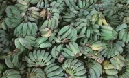 Jumlah Produksi Buah Pisang di Kabupaten Bogor, Wilayah Ini Produksinya Paling Banyak
