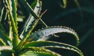 4 Wilayah Penghasil Lidah Buaya Paling Banyak di Kota Bogor, Cek di Sini Mana Saja dan Rincian Hasil Produksinya