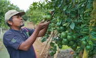 BRI Dorong Klaster Jeruk Semboro Terapkan Pertanian Berkelanjutan dengan ”Klasterku Hidupku”