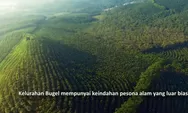 261 Ribu Hektar Hutan di Indonesia Hilang Pada Tahun 2024, Ulah Siapa