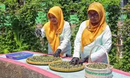 BRInita, Keterbatasan Lahan Bukan Halangan Hasilkan Ptoduk Unggulan Teh Herbal Poktan Bensor Semarang