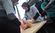 Gratis! Vaksin Rabies dan Sterilisasi Kucing Liar, Catat Tanggal dan Syaratnya 