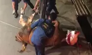 Insiden Menegangkan di Jalan Maleber Utara, Diskar PB Kota Bandung Berhasil Selamatkan Sapi yang Terjebak di Parit