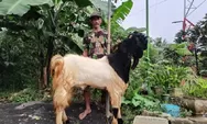 Sukses Berkat BRI! Sukateno, Peternak Kambing Trimandiri Farm Banjir Pembeli dari Berbagai Daerah, Simak Kisah Inspiratifnya