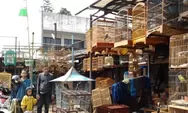 Tong Ngaku Kicaumania Kalau Nggak Tahu Pasar Burung Sukahaji Bandung, Destinasi yang Wajib Dikunjungi Pencinta Burung di Bandung